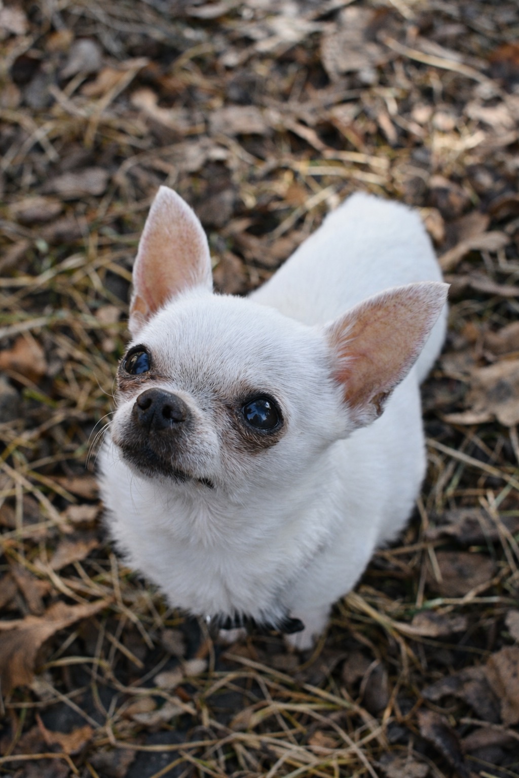 Luna the dog